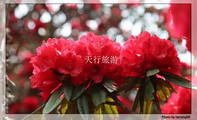云南包車(chē)游攻略，內(nèi)含多條詳細(xì)路線(xiàn)推薦其三