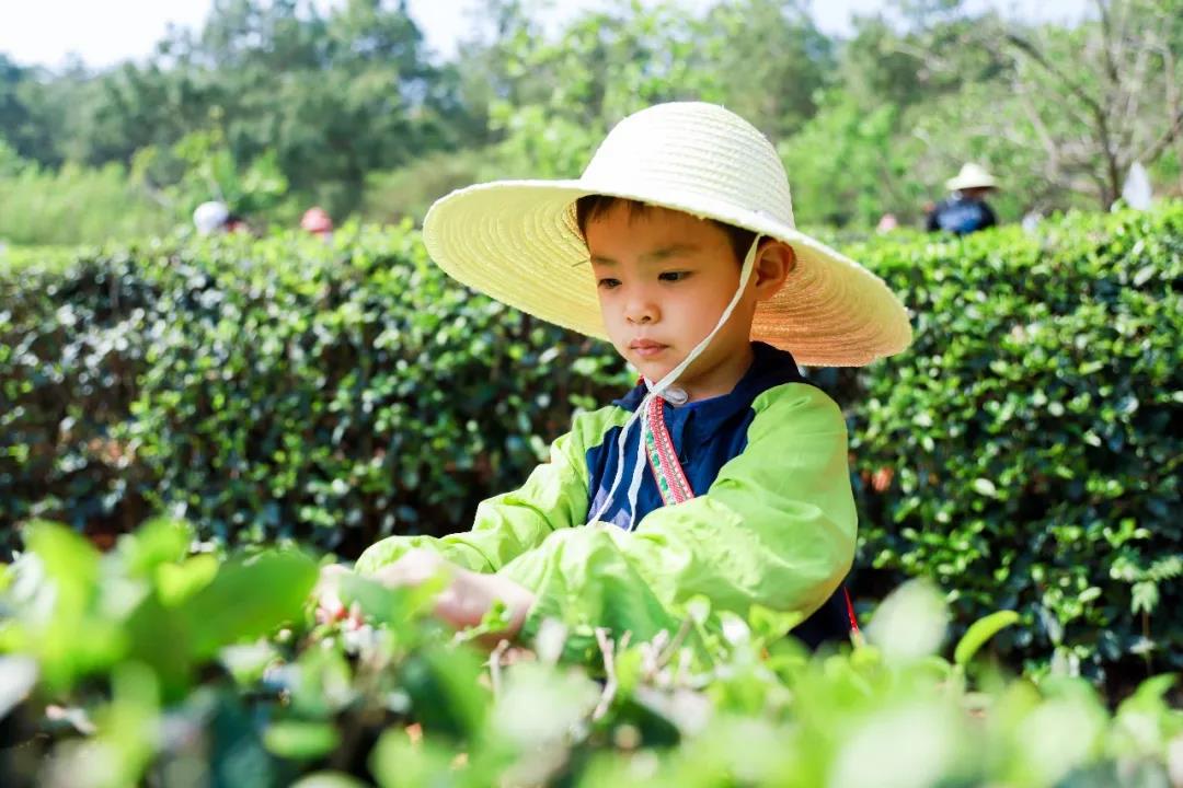 五一假期有安排了嗎？快來(lái)體驗(yàn)采茶制茶品茶樂(lè)趣