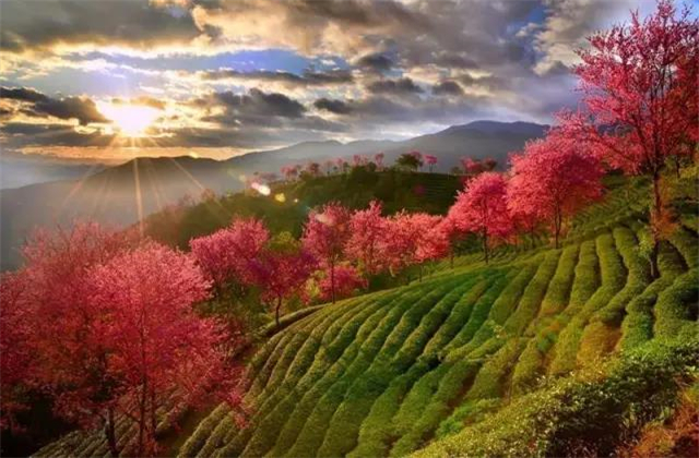 云南旅拍地推薦：云南無量山櫻花谷，春天到達(dá)最早的地方