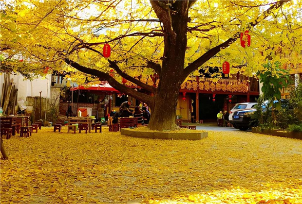 云南傳媒公司：騰沖銀杏村：許你一個(gè)金色的童話世界！！