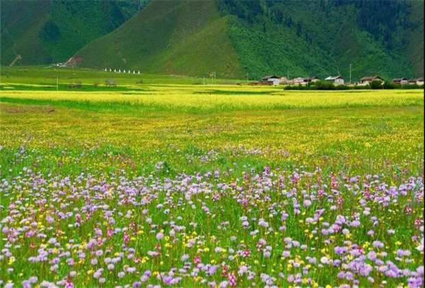 云南傳媒公司：納帕海大草原——一半是湖泊，一半是草原