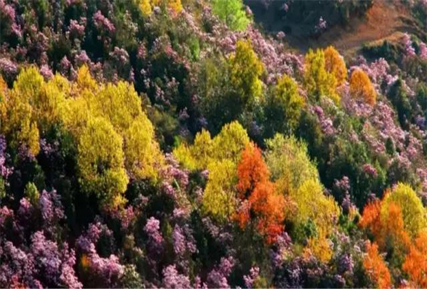 云南傳媒公司：轎子雪山即將迎來最盛花期，滿山杜鵑美哭了