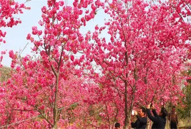 云南旅拍地推薦：撫仙湖的櫻花開了，太震撼了?。? /></a>
                            </div>
                            <div   id=