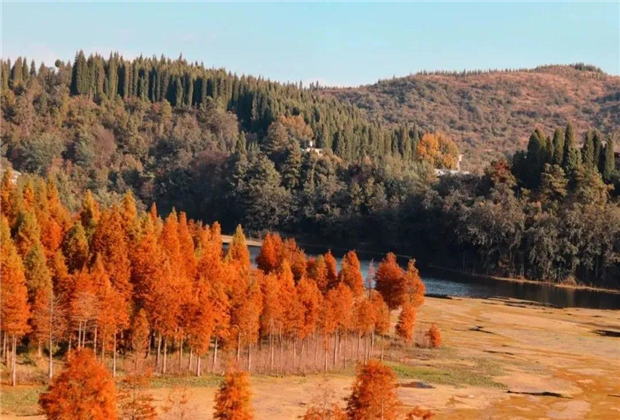 云南傳媒公司：水杉紅了，冬天的昆明美爆了！