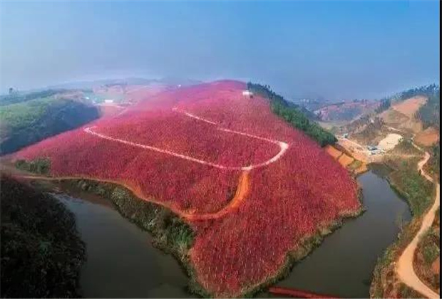 云南傳媒公司：美爆了！3800畝櫻花開了，宜良山后櫻花谷等你來！