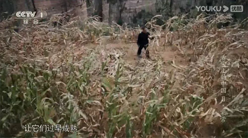 趣說人文歷史｜康乾盛世，“番薯盛世”？