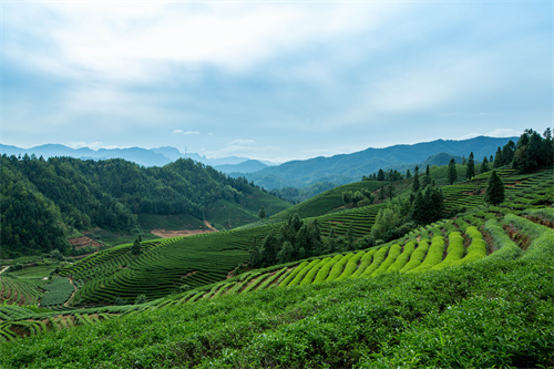 云南旅游 普者黑深藏在云南群山中的人間絕色！美在隨風(fēng)搖曳的萬(wàn)畝荷花海